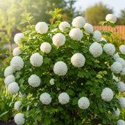 20m Ultimate Flowering Hedge | Growers' Choice